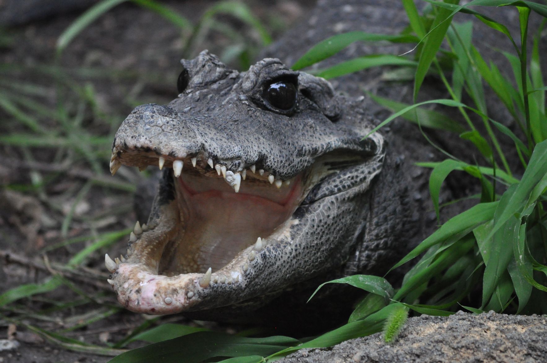 Crocodile Country